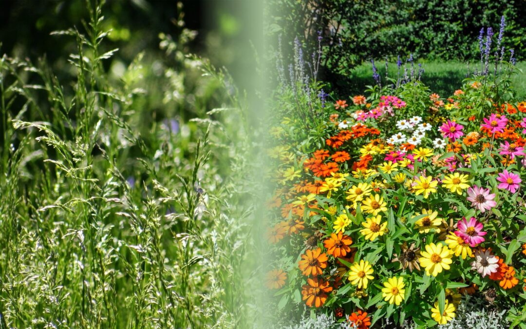 Transforming Your Life Through Habits: A Journey from Weeds to Flowers
