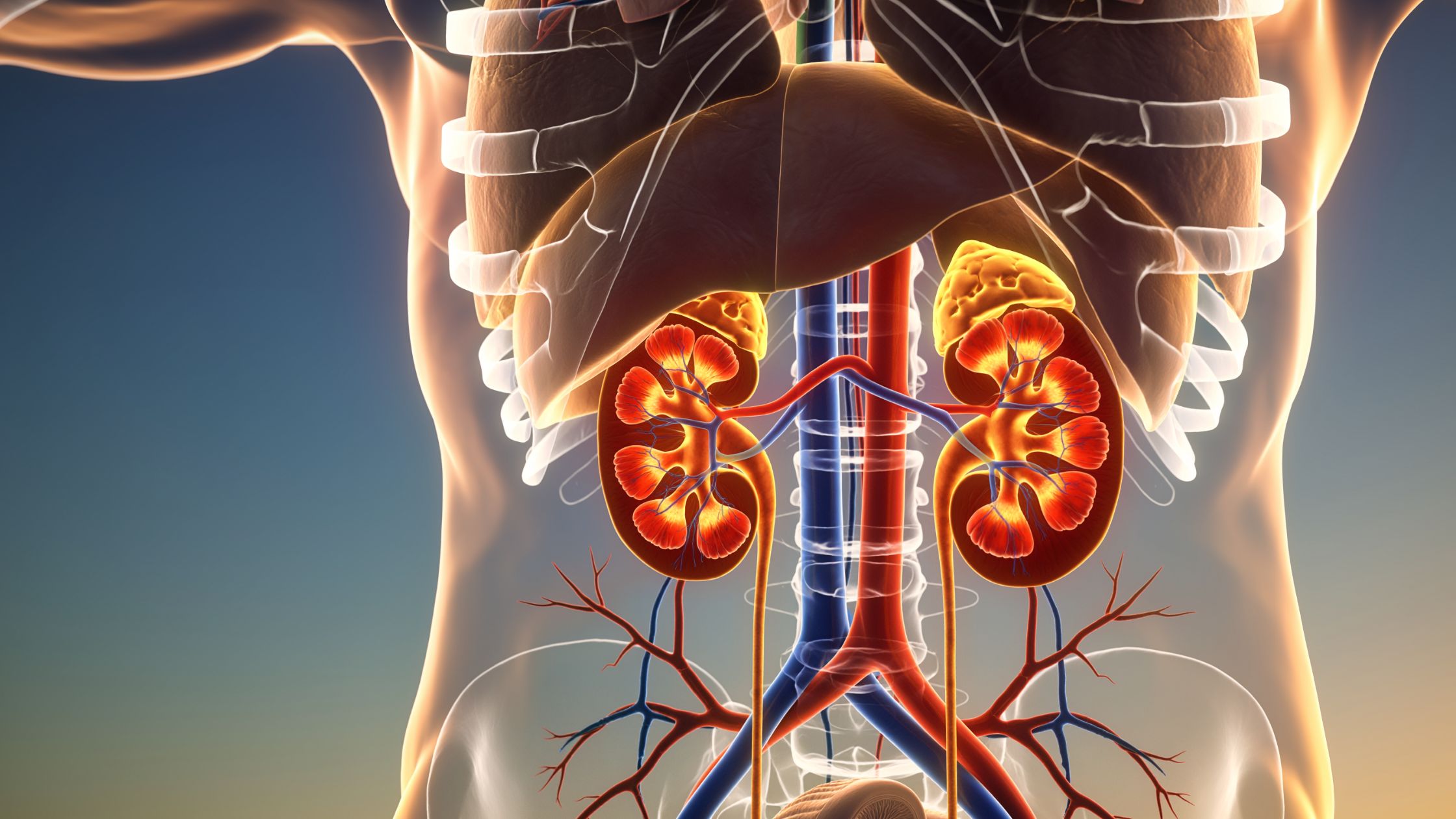 Peptides and Kidney Health Peptides and Kidney Health