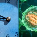 A split image showing a clock on one side and a vibrant, healthy human cell on the other, symbolizing the slowing of the aging process.